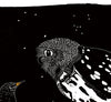 the starling's song