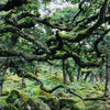 the lost rainforests of britain