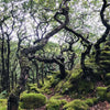 the lost rainforests of britain