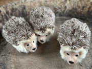 Three hedgehog toys arranged in a circle on a textured surface.