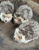 Three hedgehogs sitting together on a textured surface